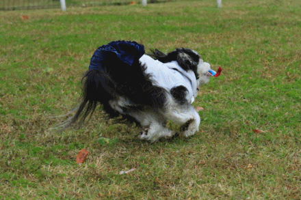 c0145250_09550637.gif