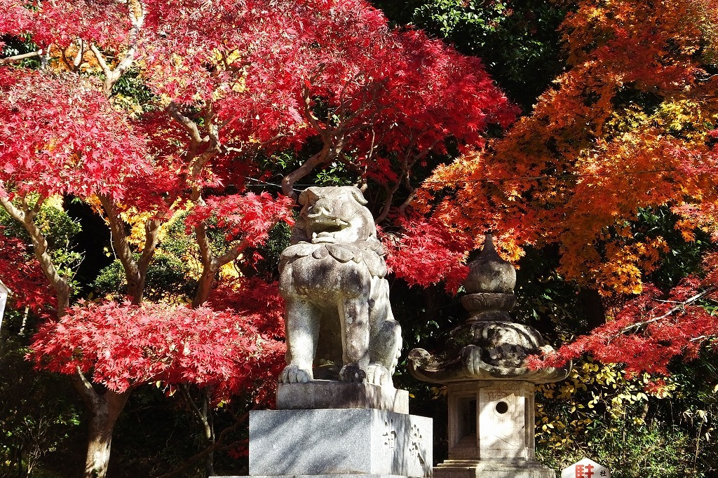 香取神宮の紅葉と鹿 ぶらり散歩 四季折々フォト日記 香取神宮の紅葉と鹿 ぶらり散歩 四季折々フォト日記