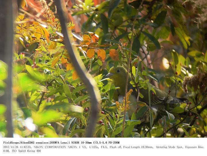 さくら草公園/彩湖 2017.11.26_c0062451_9201546.jpg