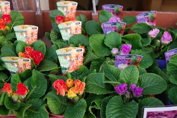 花苗入荷情報_a0201358_16295363.jpg