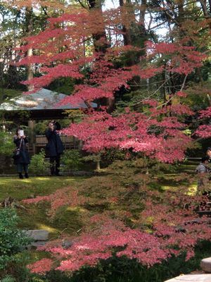 京都の金戒光明寺で紅葉を楽しみました。(撮影:11月25日)_b0112263_16593888.jpg