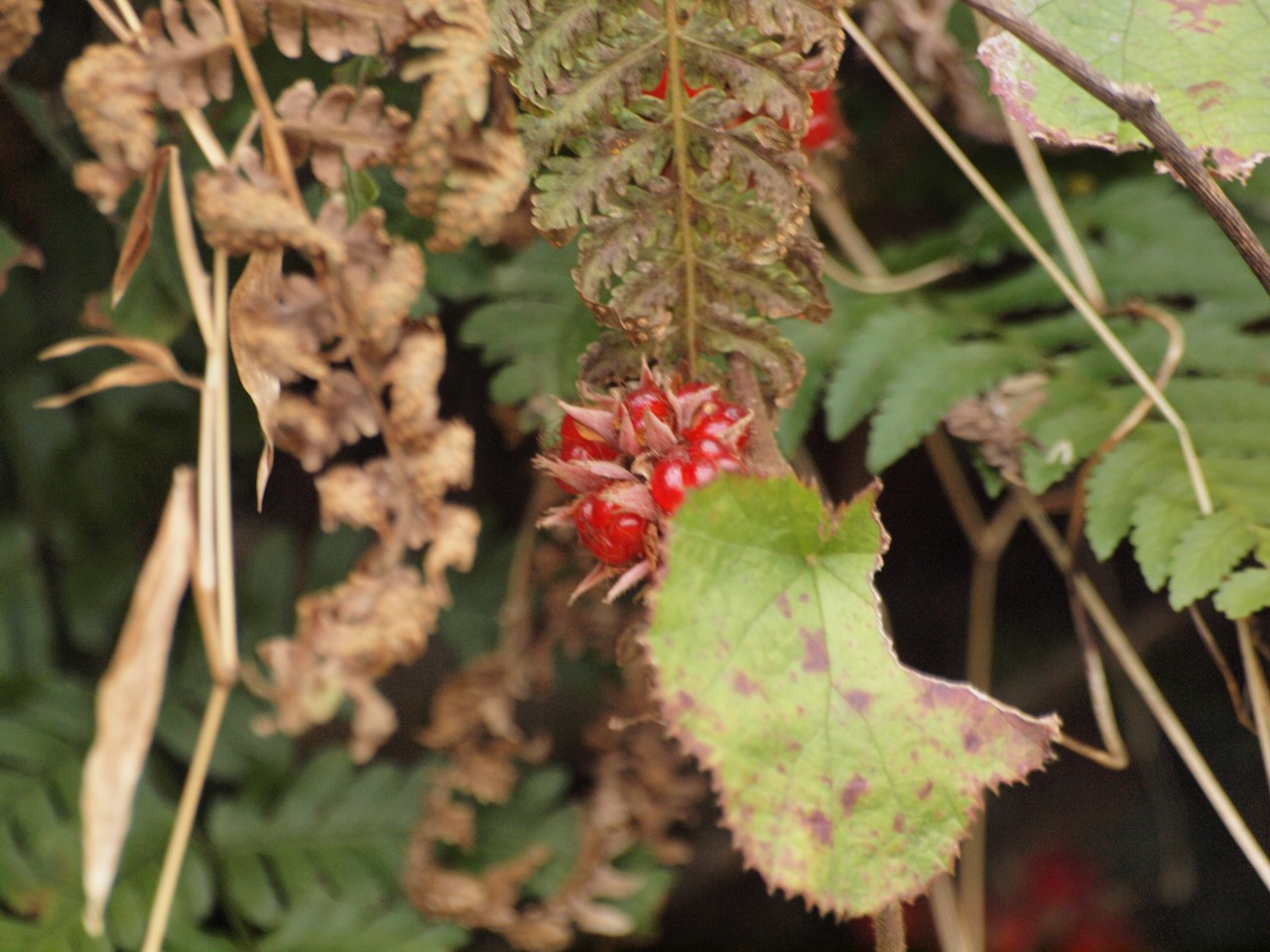 『ながら川ふれあいの森(古津側)の赤い実達･････』_d0054276_1858188.jpg