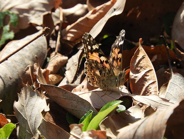 f0378979_21092924.jpg