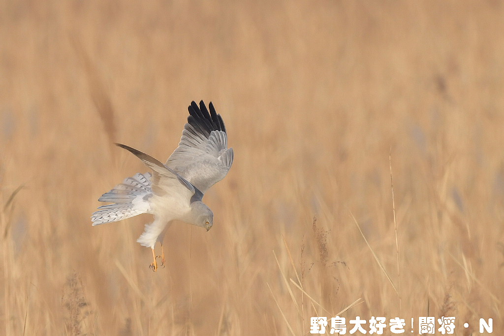 ハイイロチュウヒの塒入り_f0059882_453421.jpg