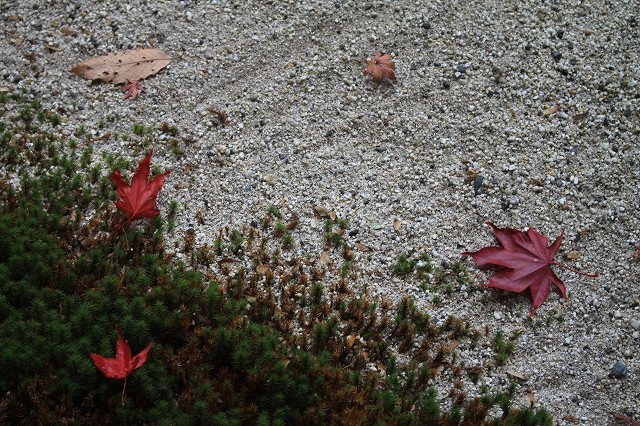 続・北鎌倉の紅葉_f0374092_17365548.jpg