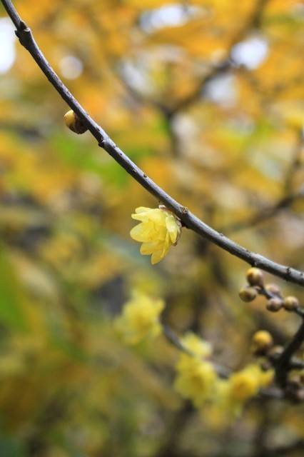 続・北鎌倉の紅葉_f0374092_17481867.jpg