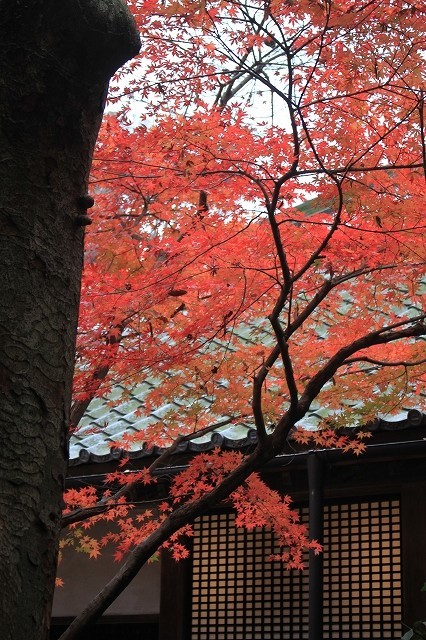 続・北鎌倉の紅葉_f0374092_20551465.jpg