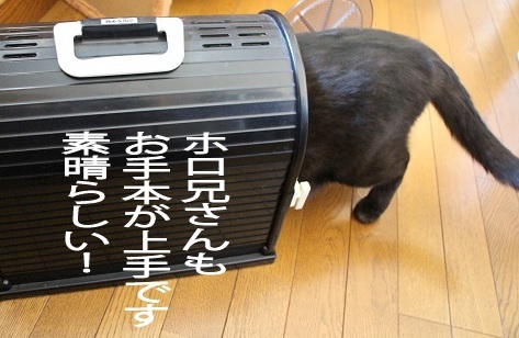 格闘!_a0333195_15403745.jpg