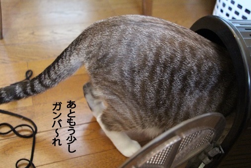 格闘!_a0333195_16005272.jpg