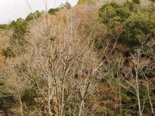 e0167795_16590778.jpg