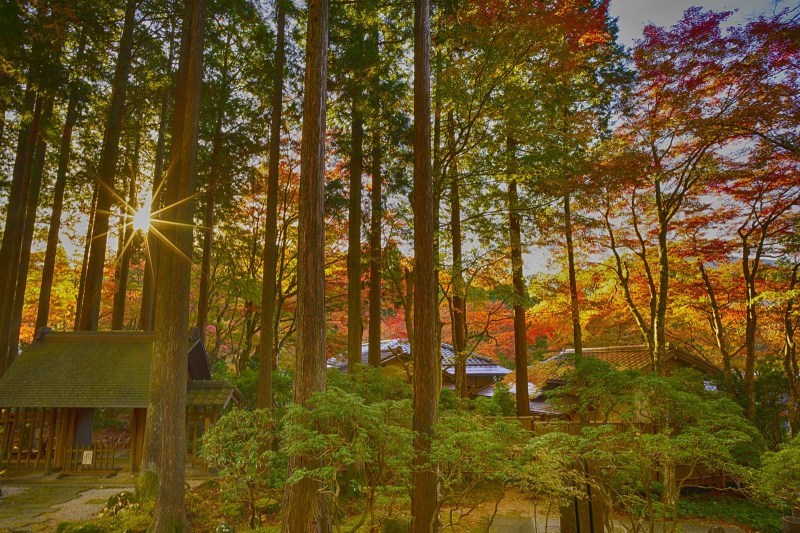 箱根長安寺の紅葉_b0145398_23411275.jpg