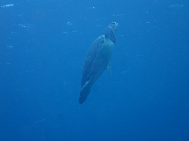 e0115199_16204842.jpg