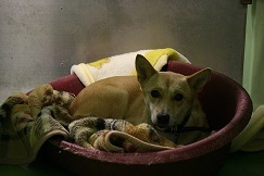 【犬・移動先募集】センター(支所)収容(12/16訪問)_f0242002_09093339.jpg