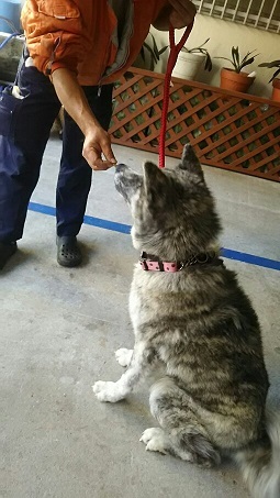 【犬・移動先募集】センター(支所)収容(12/9訪問)_f0242002_20591753.jpg