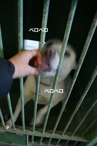 【犬・移動先募集】センター(支所)収容(12/9訪問)_f0242002_21010901.jpg