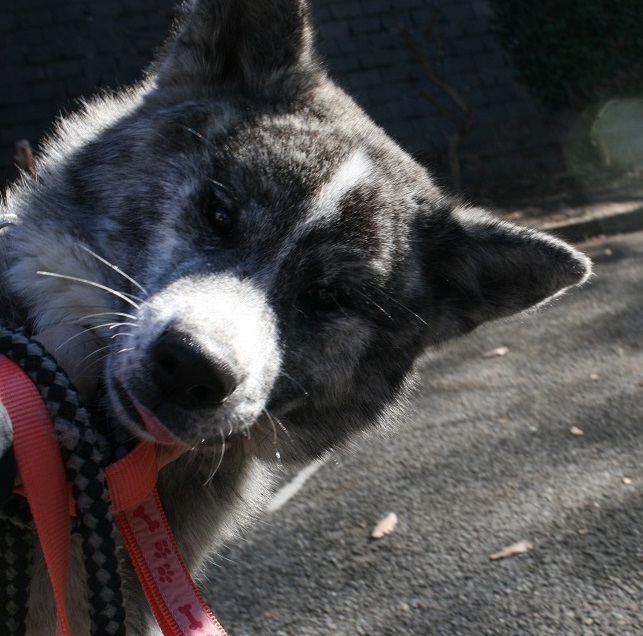 【犬・移動先募集】センター(支所)収容(12/9訪問)_f0242002_21025792.jpg