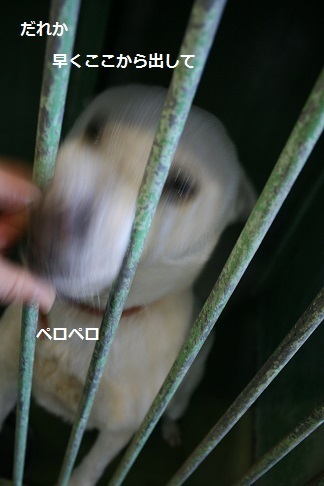 【犬・移動先募集】センター(支所)収容(12/9訪問)_f0242002_21191711.jpg