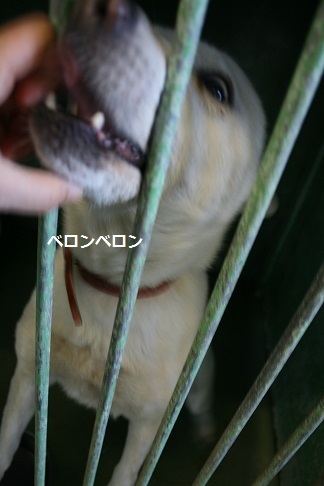 【犬・移動先募集】センター(支所)収容(12/9訪問)_f0242002_21192338.jpg