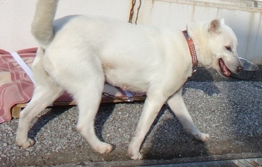 【犬・移動先募集】センター(支所)収容(12/16訪問)_f0242002_21193285.jpg