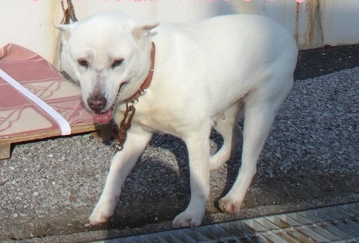 【犬・移動先募集】センター(支所)収容(12/16訪問)_f0242002_21193792.jpg