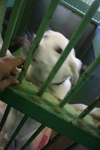 【犬・移動先募集】センター(支所)収容(12/9訪問)_f0242002_21215438.jpg