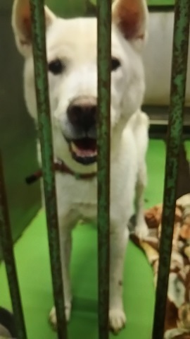 【犬・移動先募集】センター(支所)収容(12/9訪問)_f0242002_21254261.jpg