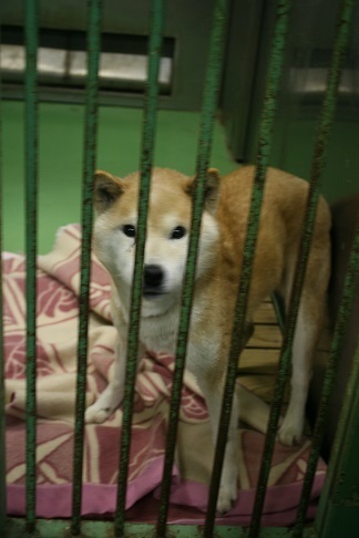 【犬・移動先募集】センター(支所)収容(12/16訪問)_f0242002_21275405.jpg