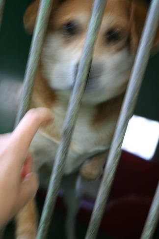 【犬・移動先募集】センター(支所)収容(12/9訪問)_f0242002_21312376.jpg