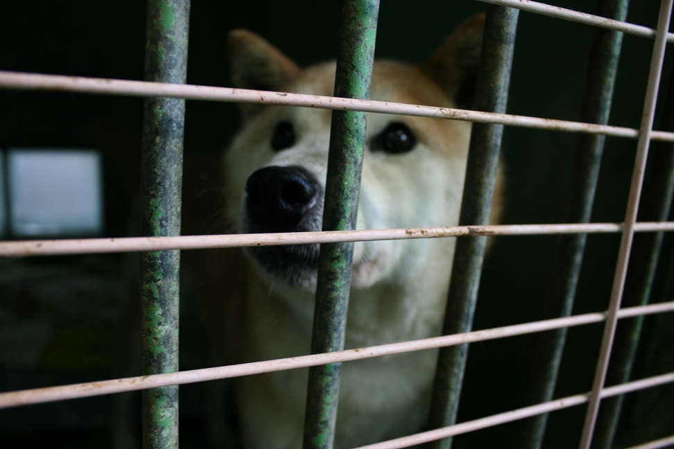 【犬・移動先募集】センター(支所)収容(12/9訪問)_f0242002_21314558.jpg