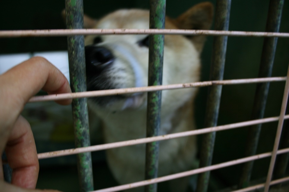 【犬・移動先募集】センター(支所)収容(12/9訪問)_f0242002_21315384.jpg