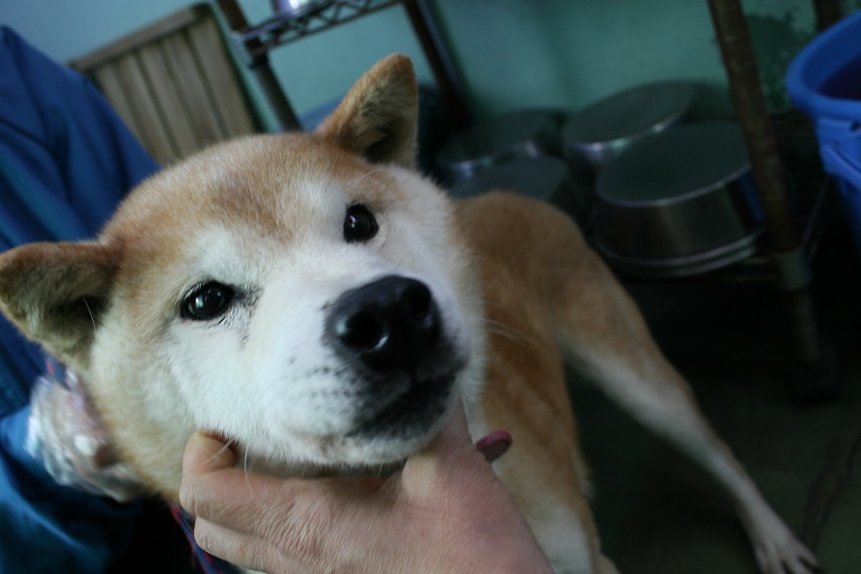 【犬・移動先募集】センター(支所)収容(12/16訪問)_f0242002_21320354.jpg