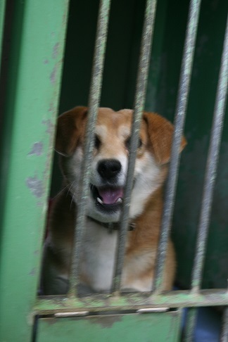 【犬・移動先募集】センター(支所)収容(12/16訪問)_f0242002_21321099.jpg
