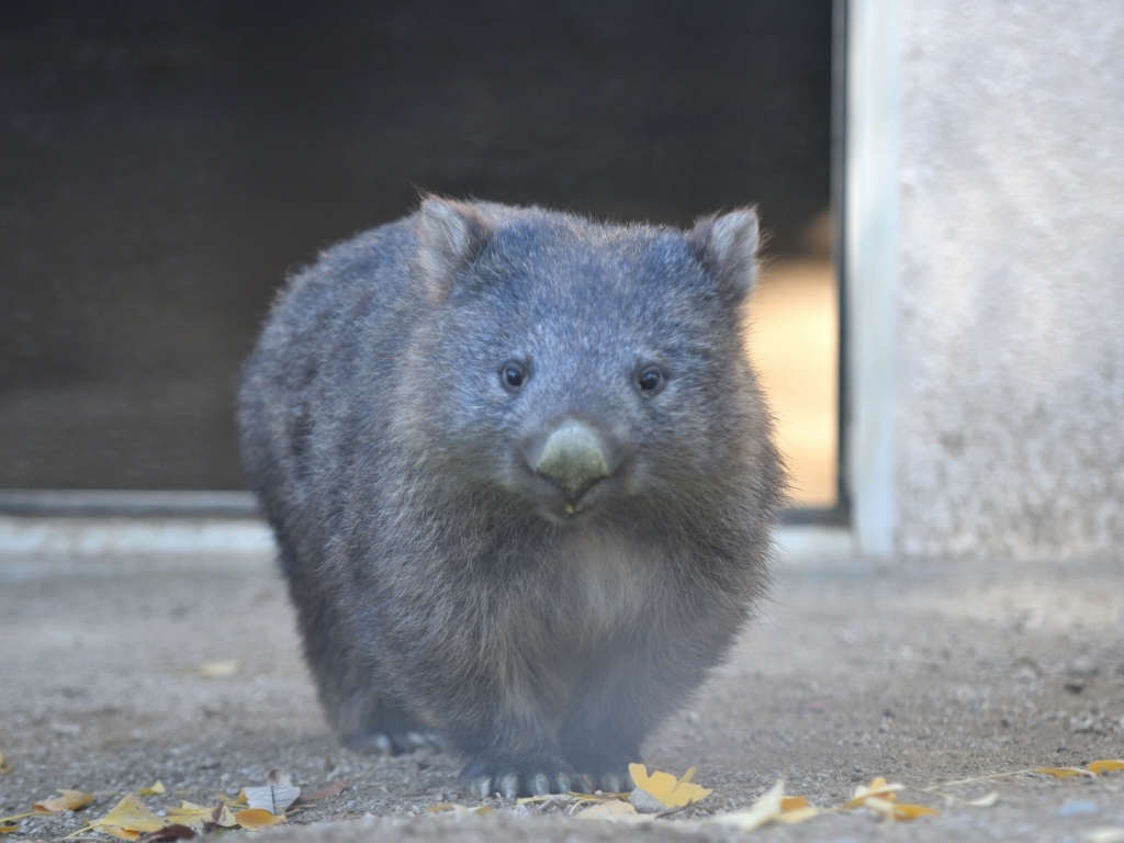ユキを追って Bonsoir