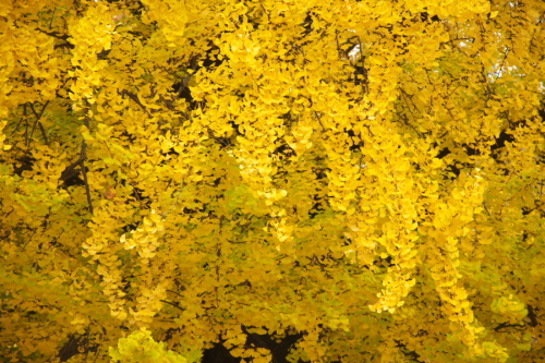 a0263109_14483976.jpg