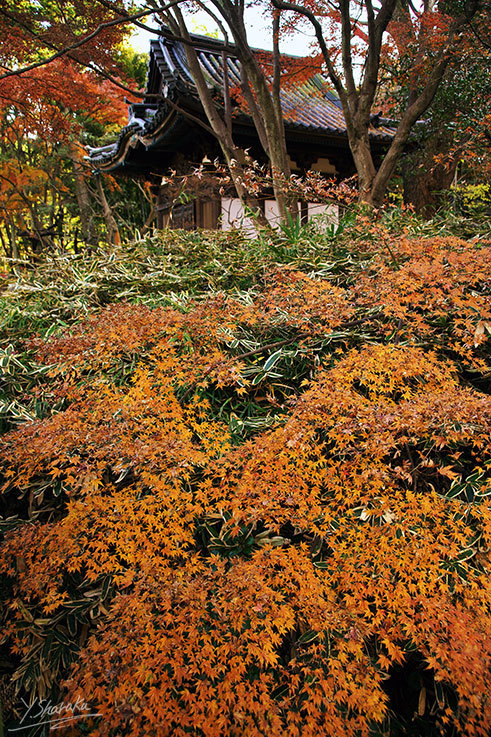 三渓園の紅葉　No２_f0344614_00321798.jpg