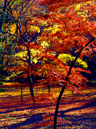 初冬の神代植物公園　黄葉・紅葉　（１２月９日）_a0023315_16413267.jpg