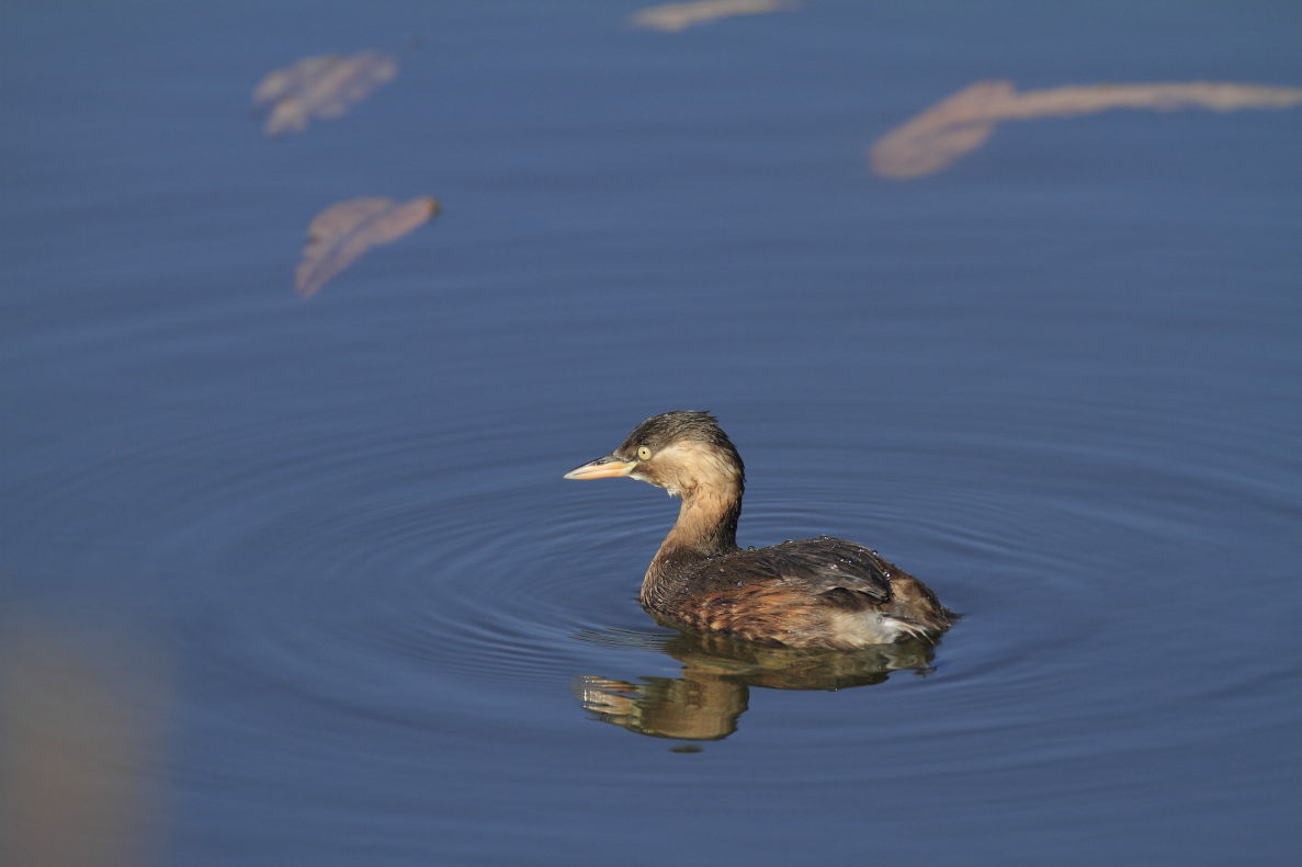 カイツブリ　秋色の湖面_f0369315_19393812.jpg
