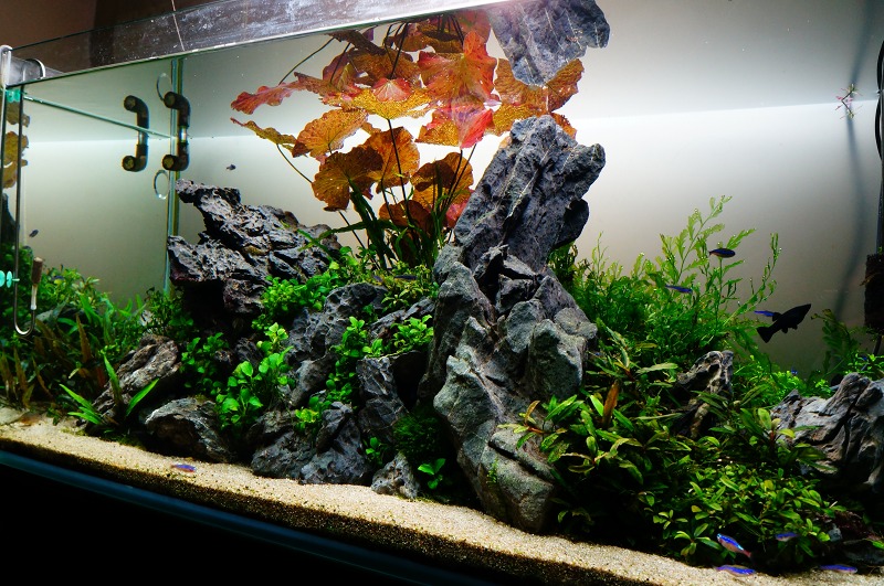 緑が増えました : ZERO-AQUA