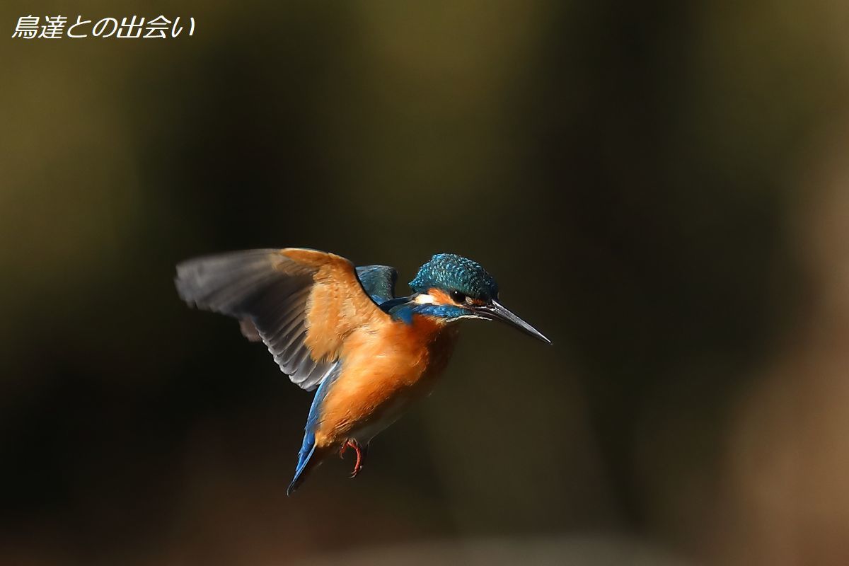 カワセミ（２）・・・Common Kingfisher_e0139623_19165268.jpg