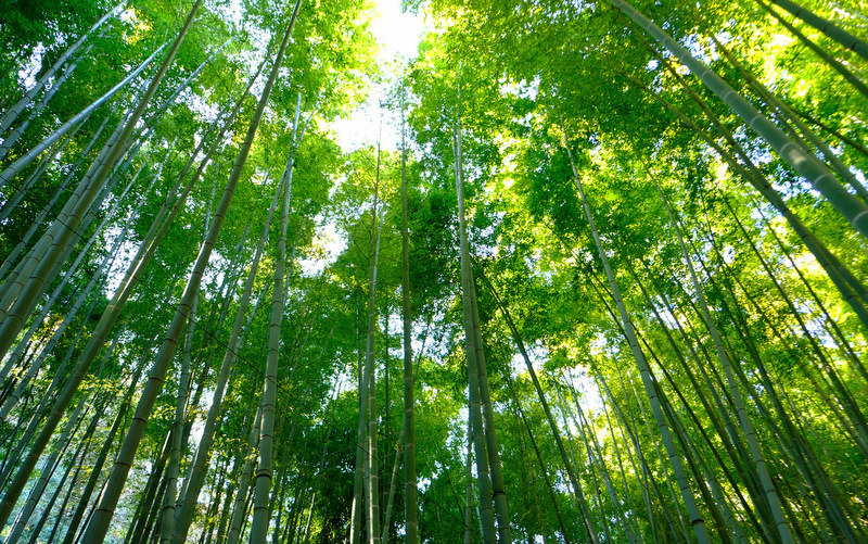 「鎌倉 報国寺 竹の庭を散策しました」_a0000029_17020651.jpg
