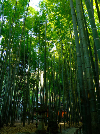 「鎌倉　報国寺　竹の庭を散策しました」_a0000029_17054384.jpg