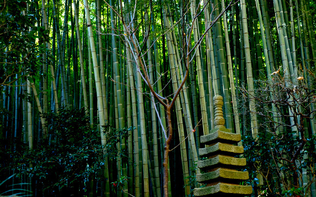 「鎌倉　報国寺　竹の庭を散策しました」_a0000029_17063087.jpg
