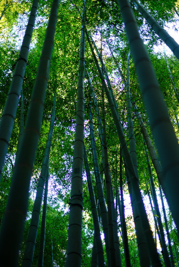 「鎌倉　報国寺　竹の庭を散策しました」_a0000029_17063939.jpg