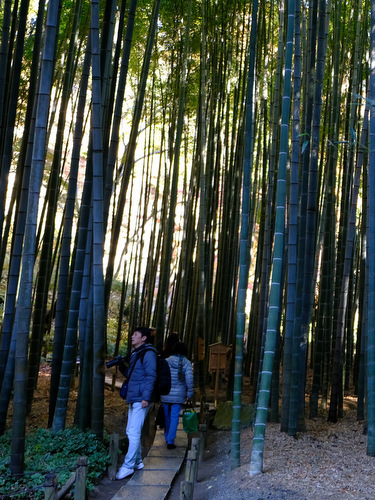 「鎌倉　報国寺　竹の庭を散策しました」_a0000029_17085048.jpg