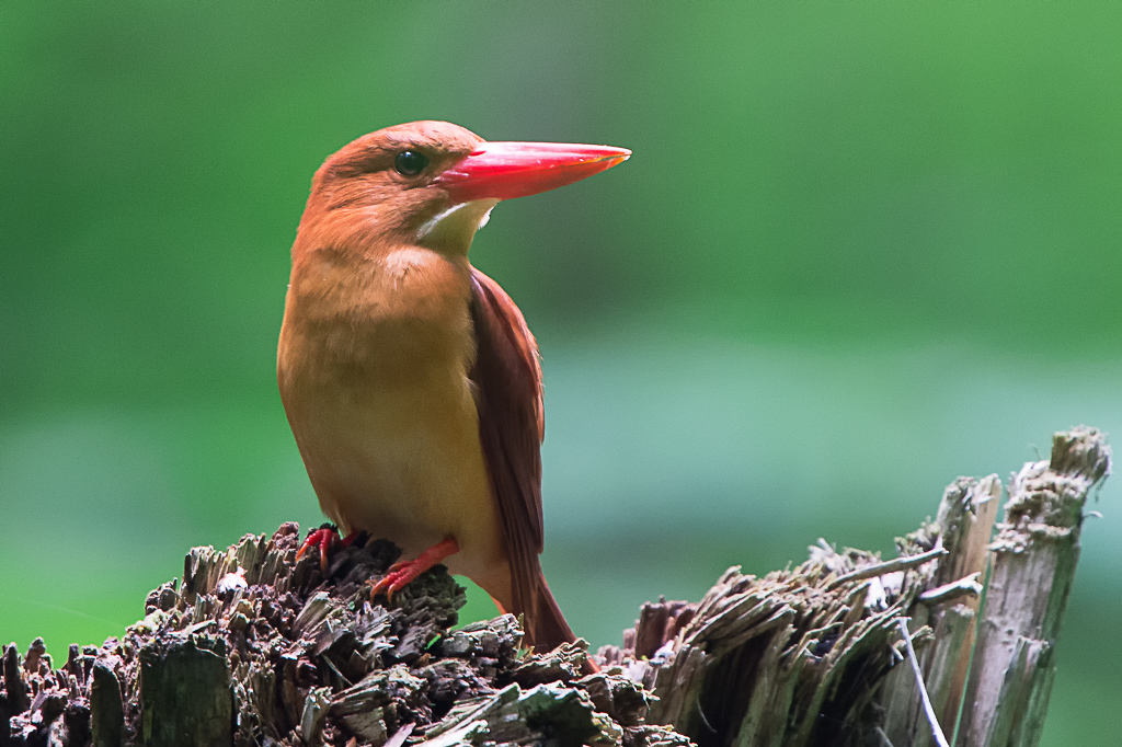 アカショウビンの番（つがい）_f0390330_23103485.jpg