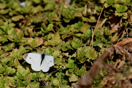 c0353632_16415095.jpg
