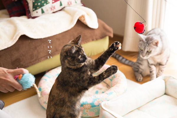 まおちゃんのお見合い、追記☆カレンダー再販締め切りました_d0355333_19443345.jpg