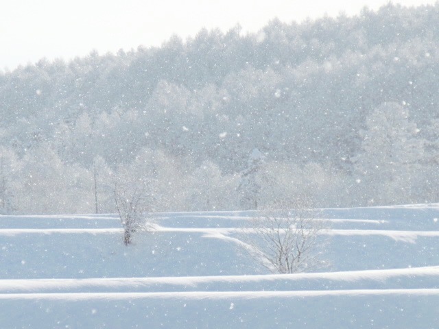 a0329935_16570709.jpeg