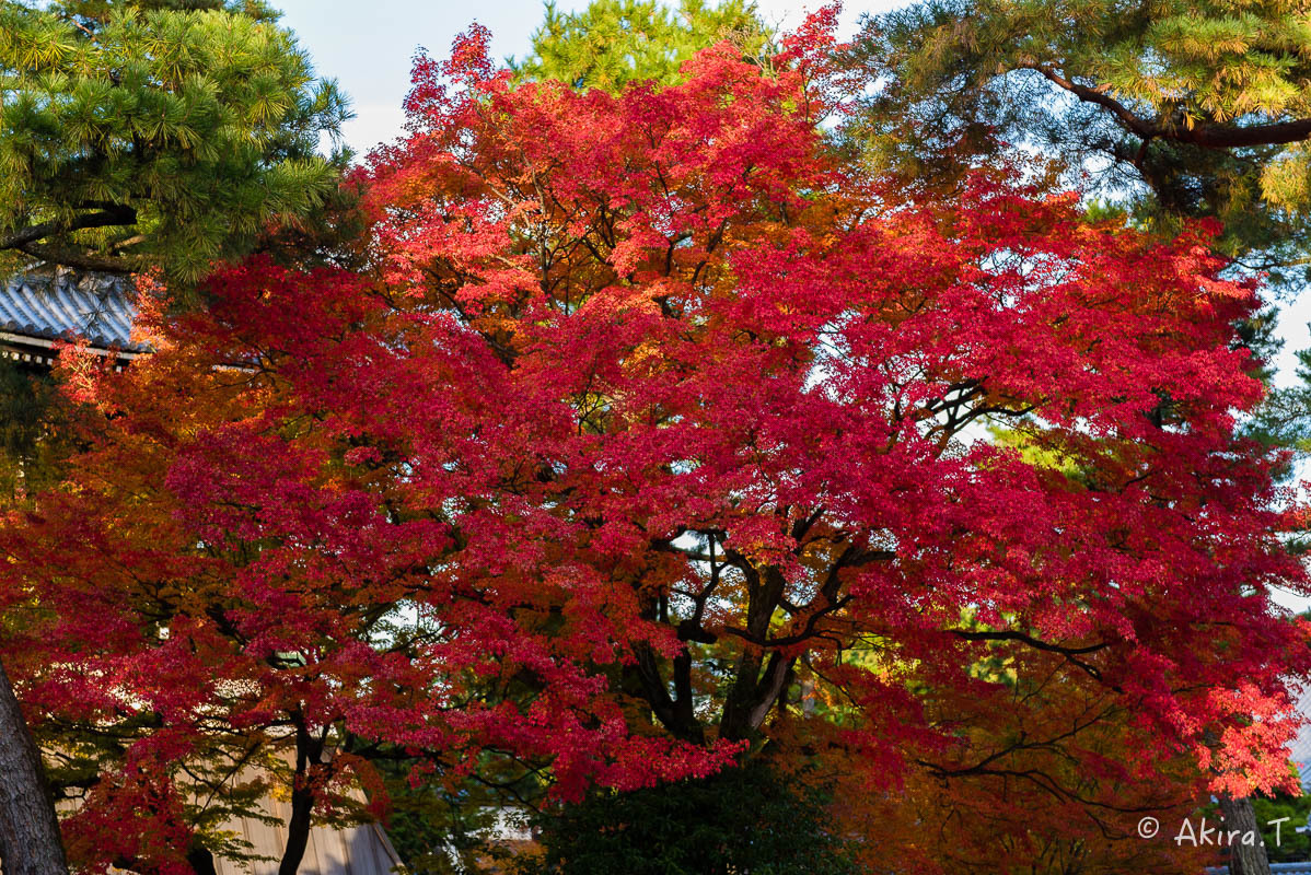 京都の紅葉 2017 〜15〜_f0152550_17114184.jpg