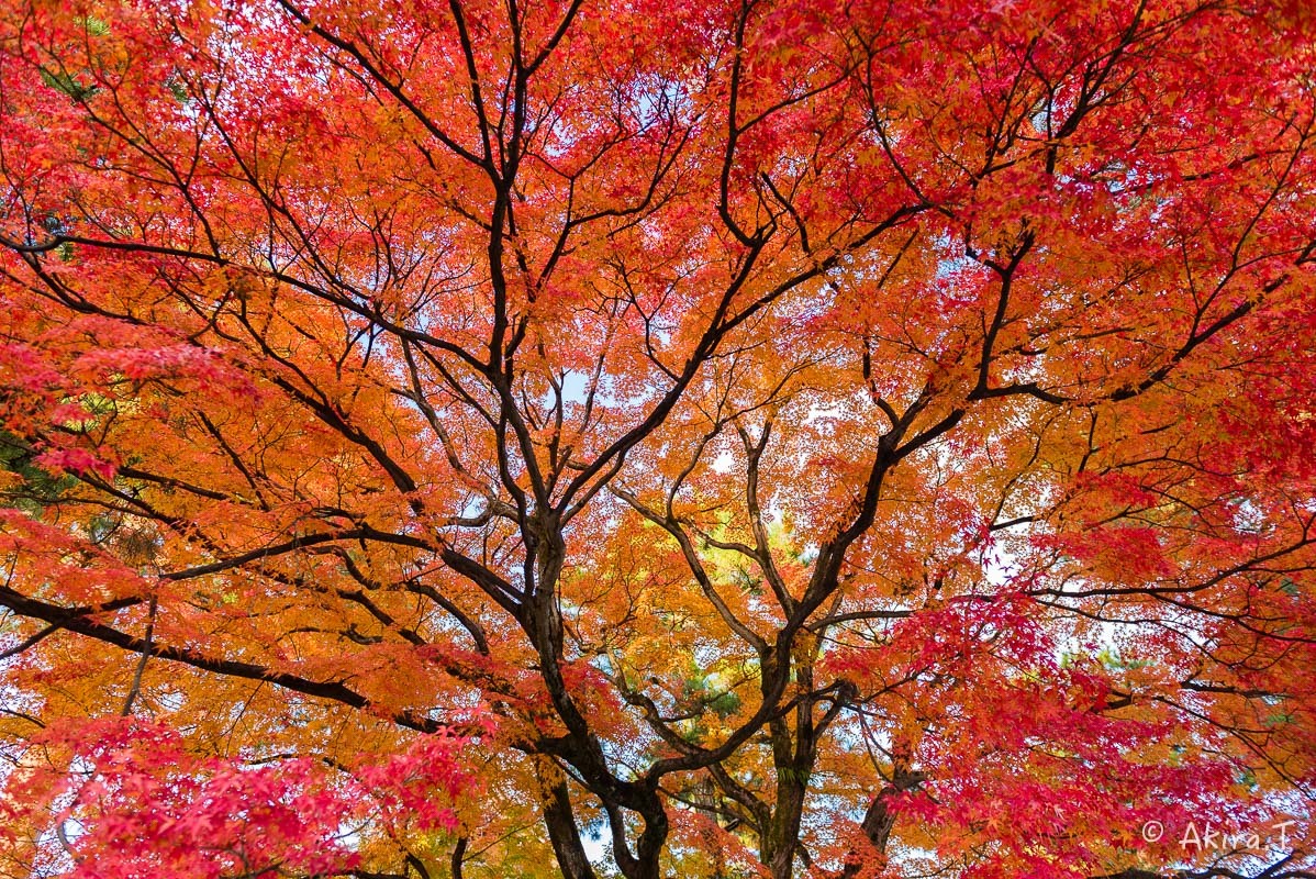 京都の紅葉 2017 〜15〜_f0152550_17121142.jpg